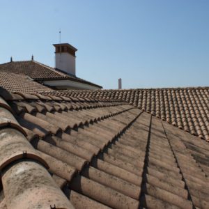 סל קניות, עץ ועצה SHOP